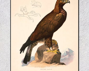 Illustrazione di aquila reale / Stampa restaurata del XIX secolo / Arte murale zoologica d'epoca