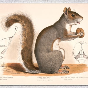 Ilustración de ardilla gris / Impresión restaurada de Sciurus migratorius del siglo XIX / Arte mural vintage de vida silvestre