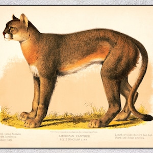 American Panther Illustration – 19th Century Restored Print – Vintage Zoology Wall Art