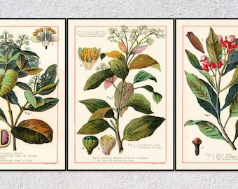 Spice Plant Poster Set | 19th Century Botanical Reproduction | Pimento Cinnamon Clove Art Print