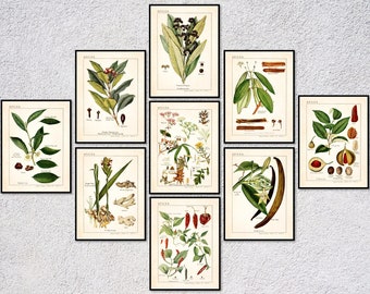 Spices and Culinary Herbs Vintage Spice Posters /& Prints Botanical Print Set of 6