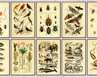 Botanical Science Wall Decor  | Plant science art | Botanical illustration poster | Vintage Print | Set of 10