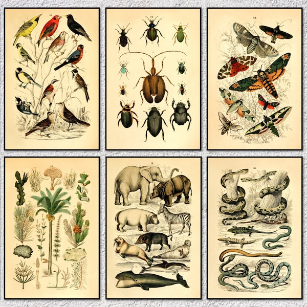 Botanische Wissenschaft Wanddekor | Pflanzenwissenschaftliche Kunst | Botanische Illustration Poster | Vintage Druck | 10er Set