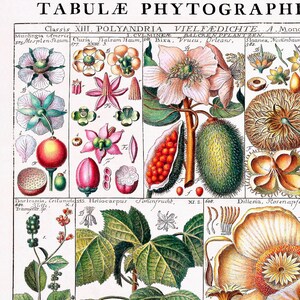 Puede incluir: Una ilustraci&oacute;n bot&aacute;nica vintage que representa diversas plantas y flores. La imagen presenta un dibujo detallado de una flor con una gran flor blanca y hojas verdes. La ilustraci&oacute;n est&aacute; etiquetada con los nombres cient&iacute;ficos de las plantas, incluyendo "Muntingia Americ", "Clusia", "Dalsam Haum", "Bixa", "Vrucu", "Orleans", "Sloanea", "Wackenbawr", "Heliocarpus", "So&ntilde;enfrucht" y "Dillenia, Rosenapfe".