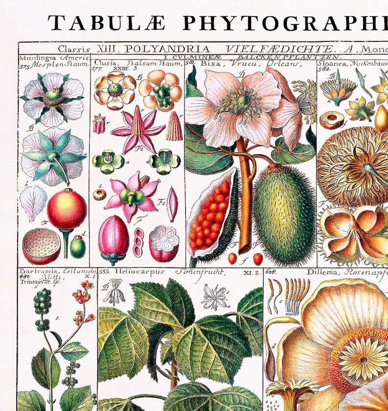 Puede incluir: Una ilustraci&oacute;n bot&aacute;nica vintage que representa diversas plantas y flores. La imagen presenta un dibujo detallado de una flor con una gran flor blanca y hojas verdes. La ilustraci&oacute;n est&aacute; etiquetada con los nombres cient&iacute;ficos de las plantas, incluyendo "Muntingia Americ", "Clusia", "Dalsam Haum", "Bixa", "Vrucu", "Orleans", "Sloanea", "Wackenbawr", "Heliocarpus", "So&ntilde;enfrucht" y "Dillenia, Rosenapfe".