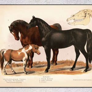 Pferde Poster Set – Vintage Reiterkunst – Rennpferd, Postpferd, Pony Illustration – Antikes Poster