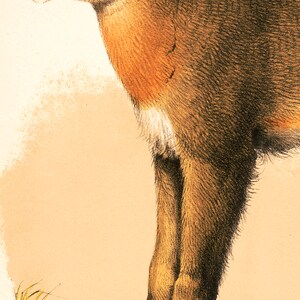 May include: A detailed illustration of a brown and tan cougar standing on a yellow grassy surface. The cougar is facing left and has a yellow eye. The text "Flesh-eating Animals. Order. Carnivora. Family Cats" is printed below the image.