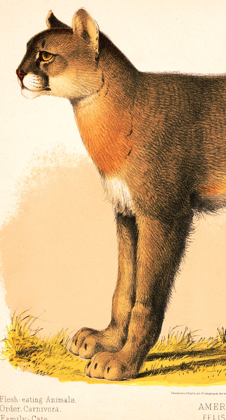 May include: A detailed illustration of a brown and tan cougar standing on a yellow grassy surface. The cougar is facing left and has a yellow eye. The text "Flesh-eating Animals. Order. Carnivora. Family Cats" is printed below the image.
