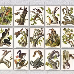 de reproduction de cartes postales de Sciurus | 15 impressions vintage nature écureuil | Pack d'animaux botaniques