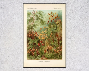 Impresión de Muscinae / Ilustración vintage de musgo / Arte botánico antiguo / Póster de plantas de historia natural