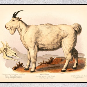 Rocky Mountain Goat Print – Vintage Wildlife Illustration – Antique Animal Poster – Natural History Art