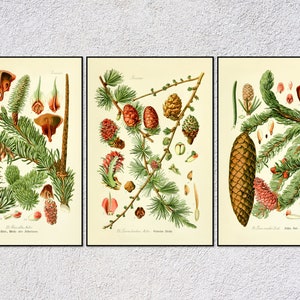 Pine Cone Print Set – Botanical Tree Illustration – Vintage Conifer Posters – Rustic Kitchen Wall Art