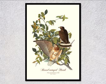 歴史的な鳥のイラスト｜洗練された野生動物の壁飾りに最適な、翼の広いタカのプリント