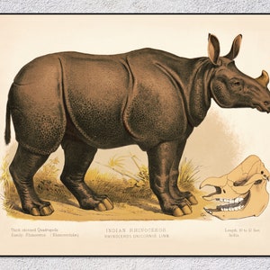 Indian Rhinoceros Print – Rhinoceros Unicornis Art – Vintage Wildlife Poster – Antique Animal Illustration