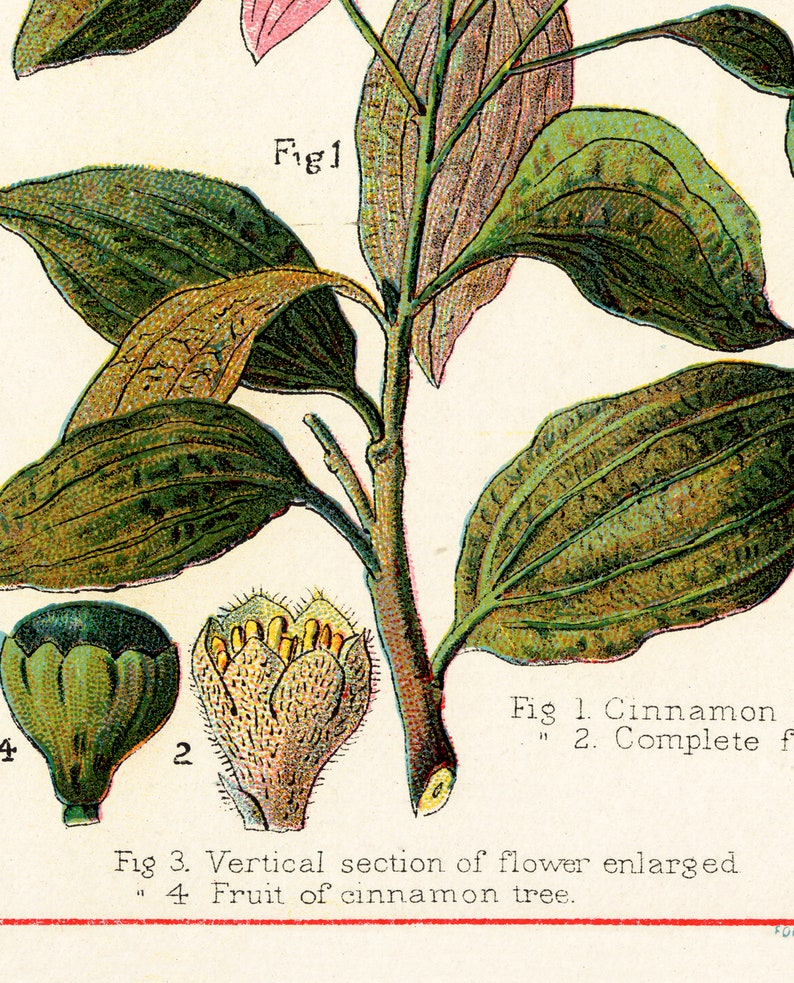 Spices and Culinary Herbs Vintage Spice Posters /& Prints Botanical Print Set of 6