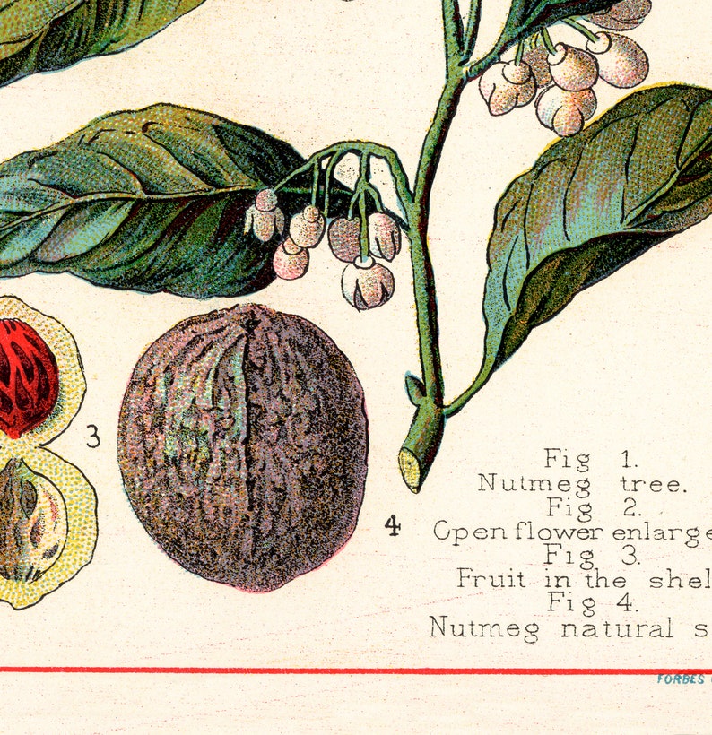 Spices and Culinary Herbs Vintage Spice Posters /& Prints Botanical Print Set of 6