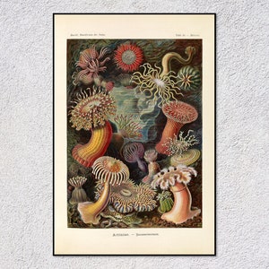 Può includere: Un'illustrazione vintage di varie anemoni di mare, anche conosciute come attinie, in una varietà di colori, tra cui rosso, arancione, giallo e verde. L'illustrazione è dettagliata e mostra le diverse forme e texture delle anemoni. Il testo "Actinia - Seeanemonen" è in fondo all'illustrazione.