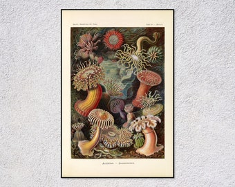 Impresión de Actiniae / Ilustración vintage de anémona de mar / Arte antiguo de biología marina / Póster de ciencias oceánicas