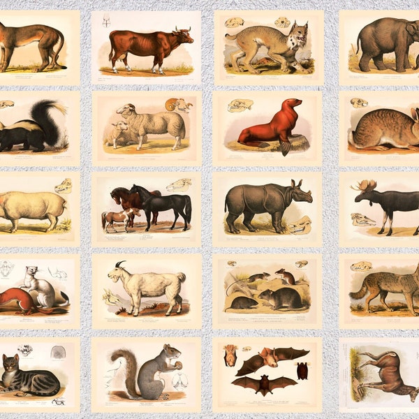 Lot de 20 cartes postales Illustrations vintage d'animaux - Cartes postales rétro sur le thème des animaux - 10 x 15 cm ou 13 x 18 cm