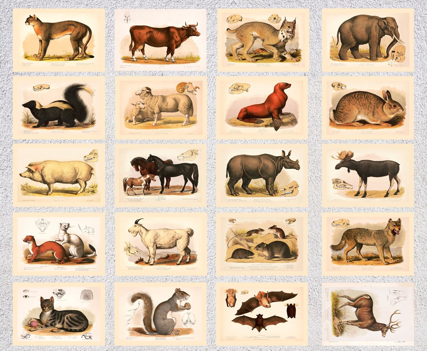 Vintage Illustrations of Animals Postcard Set 20 Animal - Etsy Australia