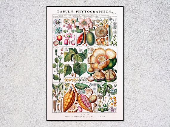18th Century Plant Print | Gessner’s Botanical Engraving | Antique Floral Art | Natural History