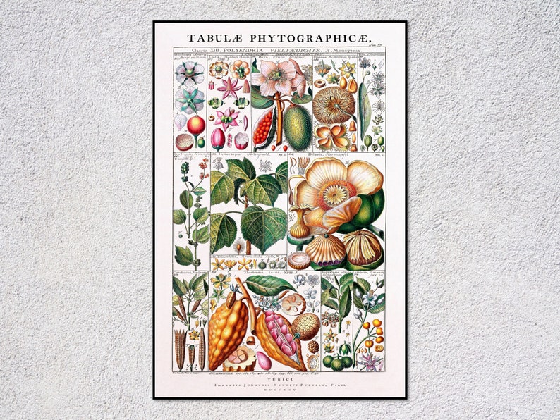 Puede incluir: Una ilustraci&oacute;n bot&aacute;nica vintage titulada "TABULE PHYTOGRAPHICE." La ilustraci&oacute;n presenta una variedad de plantas y flores, incluyendo una gran flor blanca con un centro amarillo, una planta verde con hojas grandes y una fruta marr&oacute;n con semillas. La ilustraci&oacute;n est&aacute; rodeada por un marco negro.