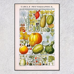 Seltene botanische Illustration – Johannes Gessner Kunstwerk – Antiker Wissenschaftsdruck – Vintage Pflanzenposter
