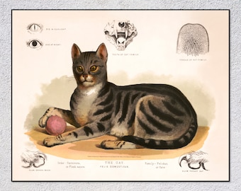 Cat Print, Vintage French Print, Animal Poster, Cat Poster