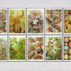 Cartes postales d'art nature par Ernst Haeckel | Lot de 10 tirages scientifiques | Cartes de biologie vintage