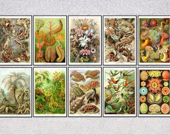 Set of 10 Art Forms in Nature Ernst Haeckel 4 X 6 or 10 X 15 Cm 5 X 7 or 13  X 18 Cm - Etsy Canada