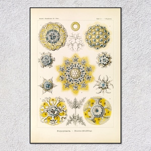 Polycyttaria Print – Vintage Marine Biology Art – Antique Microscopic Illustration – Ocean Science Decor