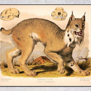 Canada Lynx Print – Vintage Wildlife Poster – Antique Animal Illustration – Natural History Wall Art