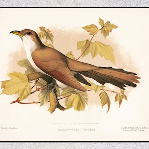 Yellow-Billed Cuckoo Print – Vintage Bird Illustration – Antique Ornithology Poster – Natural History Art