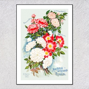 Póster de rosa victoriana / Reproducción de estampado floral antiguo / Arte mural botánico rústico
