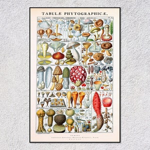 Historisches Blumenposter – Johannes Gessner Collection – Antiker Kräuterdruck – Vintage Botanische Kunst