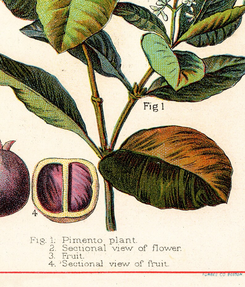 Spices and Culinary Herbs Vintage Spice Posters /& Prints Botanical Print Set of 6