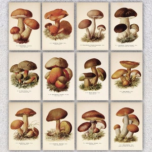 Set of 12 Mushroom Postcards | Vintage Fungi Illustrations | Botanical Card Reprint