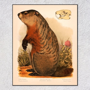 Woodchuck Print – Arctomys Monax Art – Vintage Wildlife Illustration – Antique Animal Poster – Nature Decor