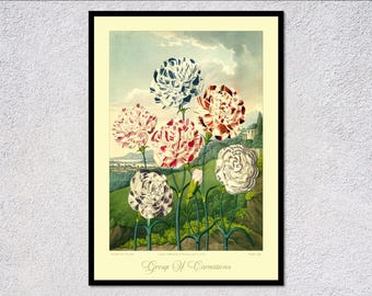 イギリスアンティーク 花イラスト入り装飾額入れ 花カーネーション ヴィンテージのピンクのカーネーションの植物画：アンティークの