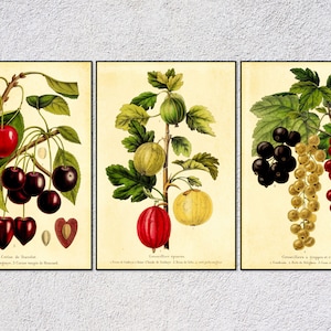 Fruit Poster Set | Vintage Botanical Reproduction | Cherry Gooseberry Currant Kitchen Art Print