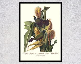 Botanical Wildlife Print | Purple Grackle Artwork for Classic Nature Home Display