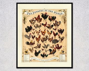 Vintage Poultry Breed Illustration | Classic Chicken and Rooster Educational Poster for dining room decor