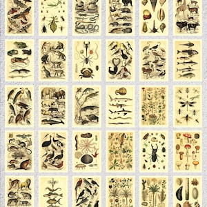Lot de 30 cartes postales zoologiques | Vintage animaux scientifiques imprimés | Cartes d'étude sur la nature restaurée