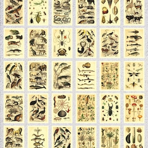 Set of 30 Zoological postcard  - Scientific illustration - 4" X 6" or 10 X 15 cm - 5" X 7" or 13 X 18 cm