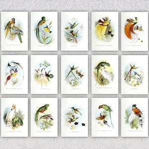 15er Set Restaurierte Papageien Postkarten | Vintage Vogel Illustration Nachdruck | Exotische Naturgeschichte Kunst