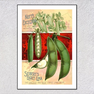 Vintage Pea and Bean Poster Reproduction | Botanical Seed Catalog Print (c.1900) | Rustic Kitchen Art