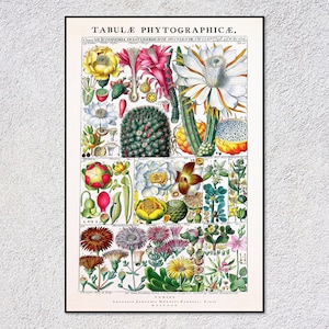 Impresión herbaria antigua – Tabulae Phytographicae de Gessner – Ilustración botánica vintage – Póster de plantas