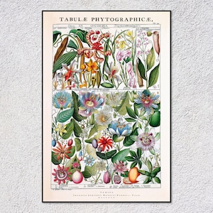 Naturhistorischer Pflanzendruck – Gessner-Gravur – 1700er Botanische Wandkunst – Antike Blumenillustration