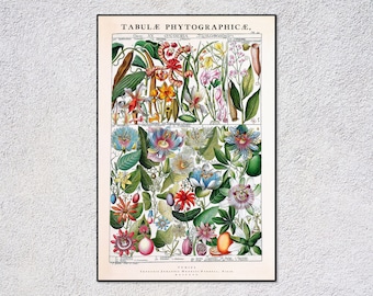 Grabado de plantas de historia natural / Grabado de Essner – Arte mural botánico del siglo XVIII / Ilustración floral antigua