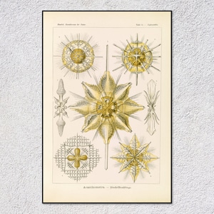 Acanthometra Print – Vintage Marine Biology Art – Antique Microscopic Illustration – Ocean Science Decor